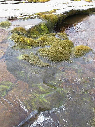 macrofite acquatiche in ambiente alpino