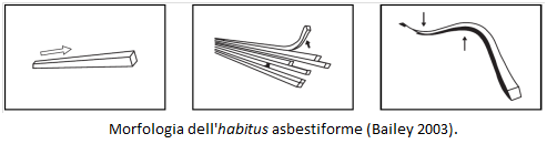 morfologia dellhabitus asbestiforme bis