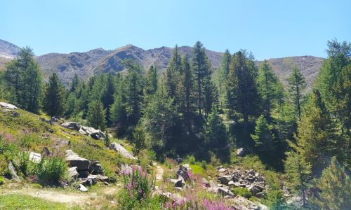 Passeggiata sonora nel vallone di Sort della Val di Rhêmes – 24 agosto 2025