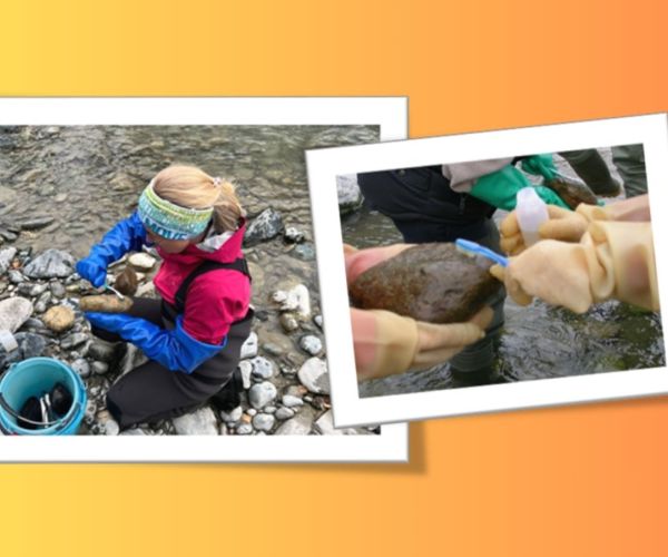 Ricercatrice che campiona le diatomee in un torrente alpino usando uno spazzolino per pulire la roccia sulla quale si trovano le diatomee. Dettaglio delle mani che tengono la roccia e mani che con lo spazzolino prelevano diatomee da inserire in un contenitore nel quale si trova acqua del torrente