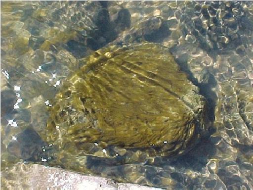 ciottolo ricoperto da perifiton