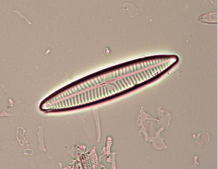Navicula tripunctata, esempio di sp. sensibile all’inquinamento