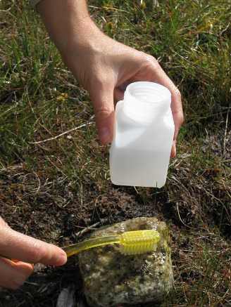 campionamento di diatomee