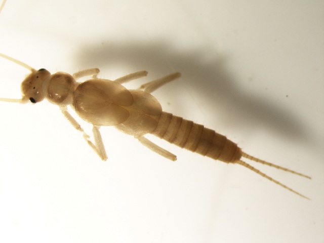 Plecottero: Chloroperla, fam.Chloroperlidae, esempio di fam. sensibile all’inquinamento 