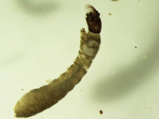 Ditteri: Fam. Simulidae, esempio di fam. tollerante l’inquinamento