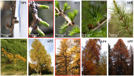 FIG 1 INDICATORE FENOLOGIA small