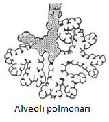alveoli polmonari