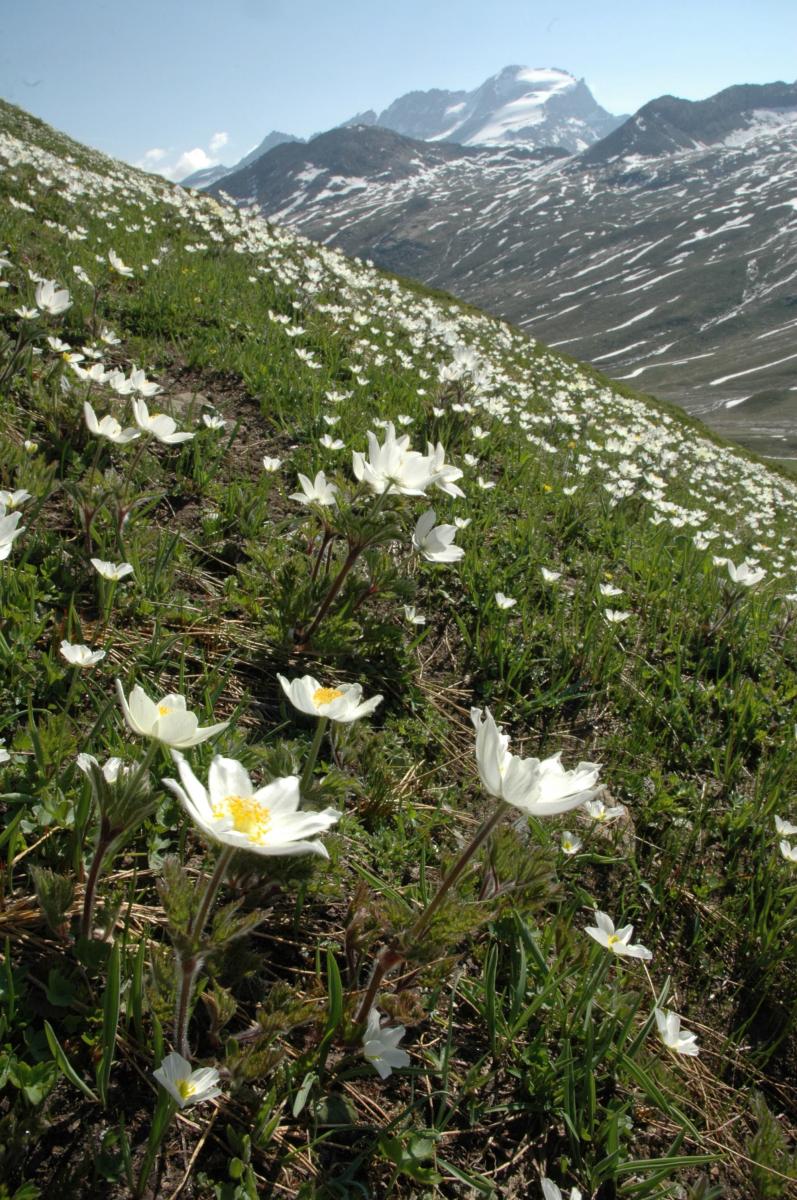 Fig. 2 - Pulsatilla alpina in un pascolo situato al colle del Nivolet, nel Parco Nazionale del Gran Paradiso