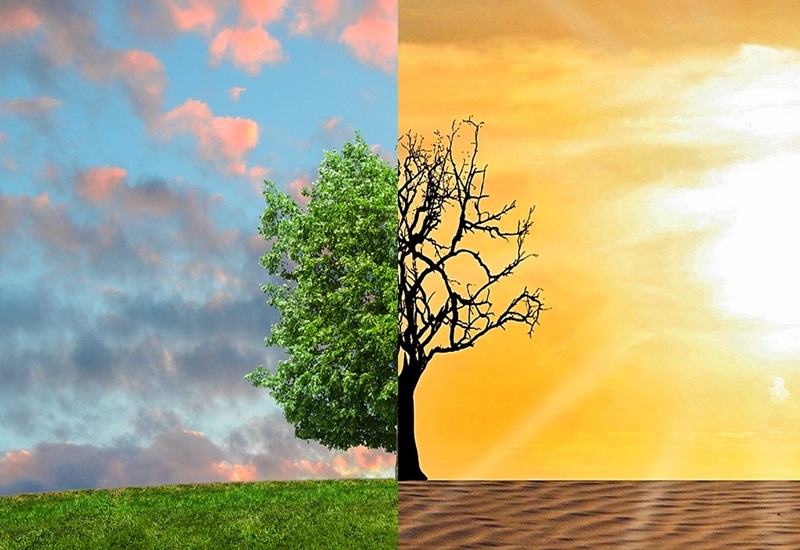 Un albero diviso a metà: a sinistra rigoglioso e sano, a destra secco e bruciato