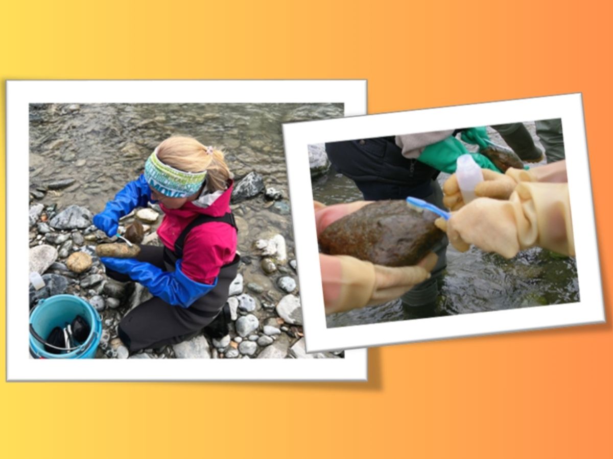 Ricercatrice che campiona le diatomee in un torrente alpino usando uno spazzolino per pulire la roccia sulla quale si trovano le diatomee. Dettaglio delle mani che tengono la roccia e mani che con lo spazzolino prelevano diatomee da inserire in un contenitore nel quale si trova acqua del torrente