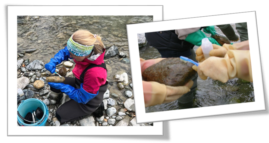 Ricercatrice che campiona le diatomee in un torrente alpino usando uno spazzolino per pulire la roccia sulla quale si trovano le diatomee. Dettaglio delle mani che tengono la roccia e mani che con lo spazzolino prelevano diatomee da inserire in un contenitore nel quale si trova acqua del torrente