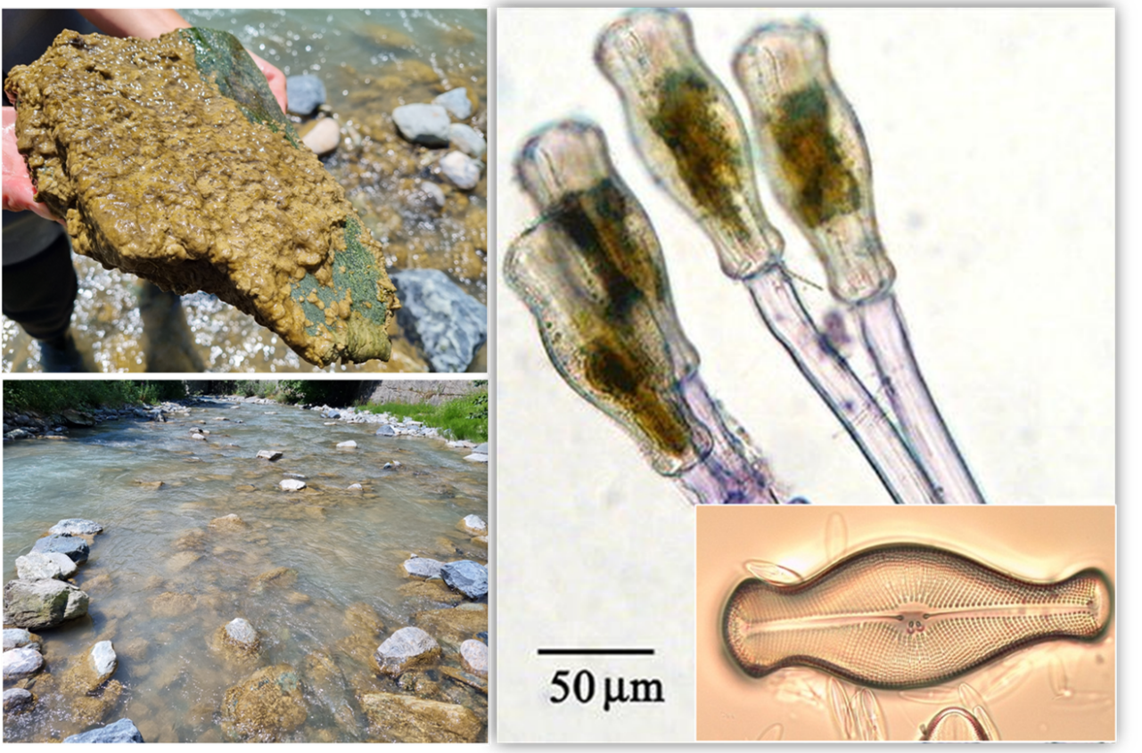 Esempio di bloom algale di Didymosphenia geminata 