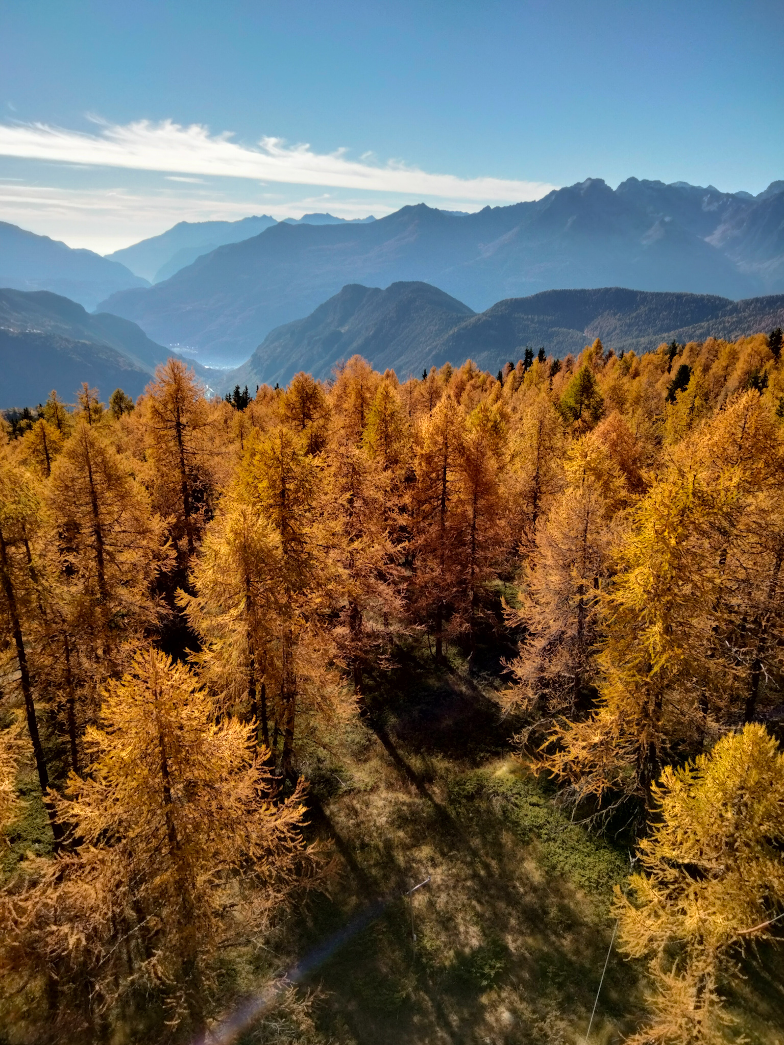 lariceto di Torgnon, larici ingialliti in primo piano, montagne e cielo azzurro in secondo piano