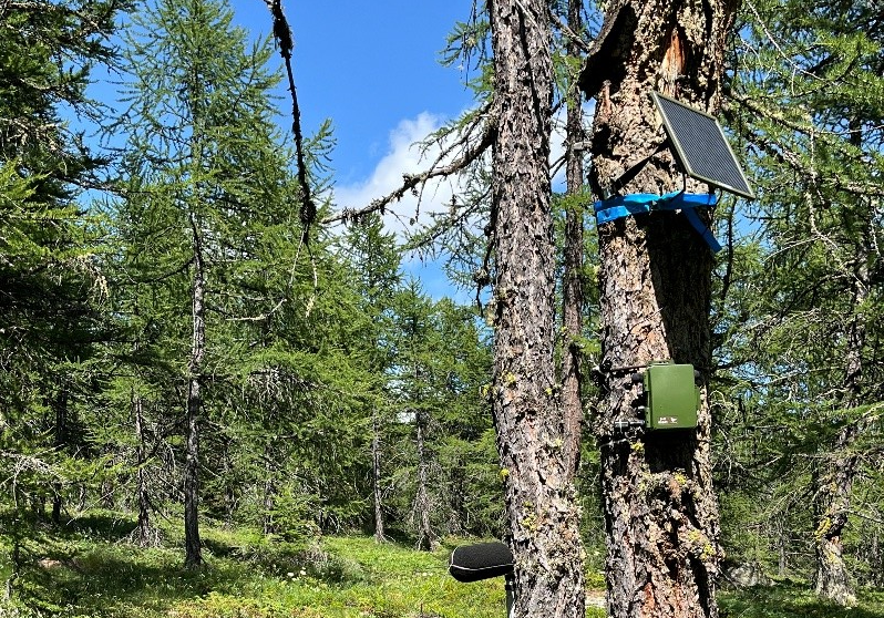 tronco di un larice in primo piano sul quale è posizionata la strumentazione per effettuare lo studio dell'ambiente sonoro, sullo sfondo altri larici, il prato e il cielo azzurro