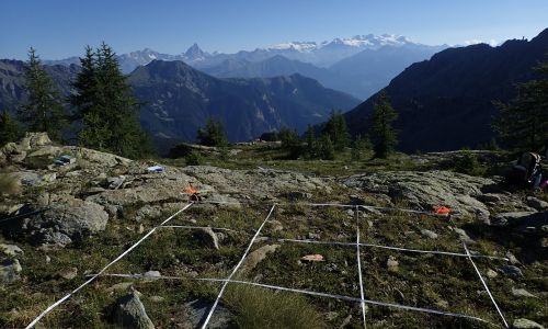 Più arbusti in quota: le Alpi si trasformano sotto i nostri occhi