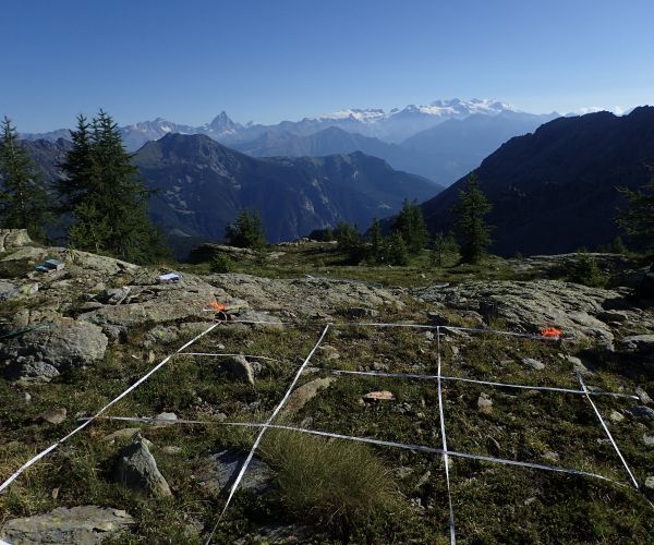 arbusti in primo piano, rocce, una griglia di rilevazione che divide la porzione di terreno in quadrati, in lontananza le montagne e il cielo