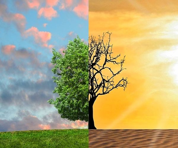 Un albero diviso a metà: a sinistra rigoglioso e sano, a destra secco e bruciato