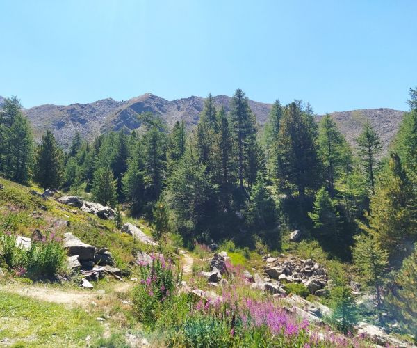 Stradina di montagna, circondata di erba e fiori, piante aghifoglie e rocce, montagne sullo sfondo e il cielo azzurro