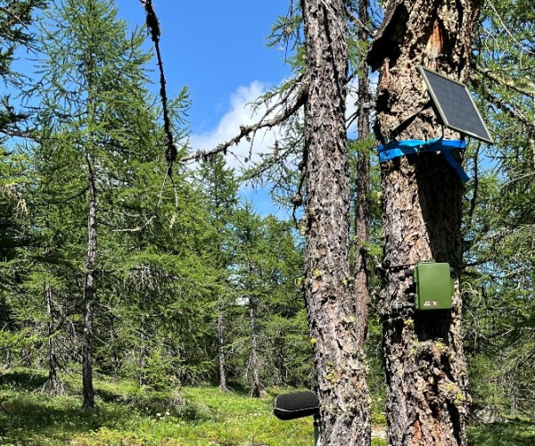 tronco di un larice in primo piano sul quale è posizionata la strumentazione per effettuare lo studio dell'ambiente sonoro, sullo sfondo altri larici, il prato e il cielo azzurro