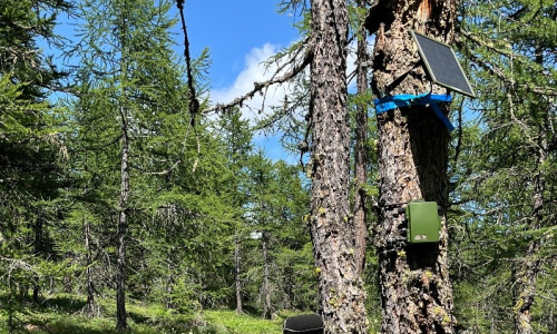 Progetto "Cosa canta?": monitoraggio acustico passivo per lo studio della biodiversità animale