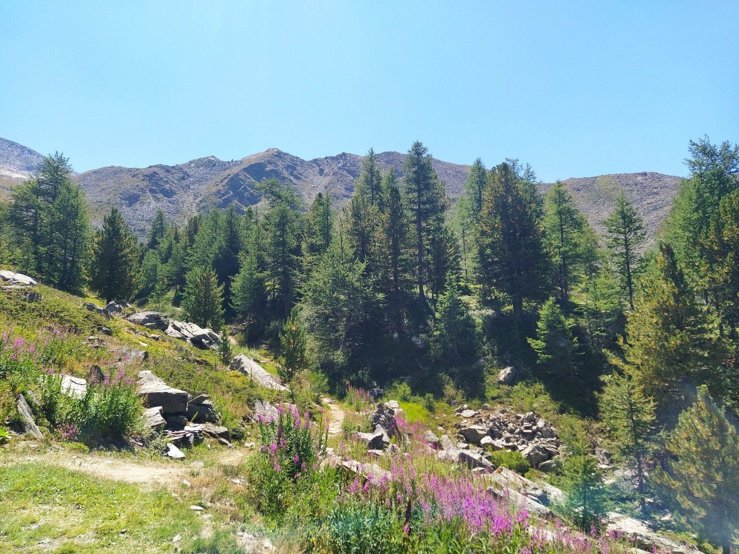 Stradina di montagna, circondata di erba e fiori, piante aghifoglie e rocce, montagne sullo sfondo e il cielo azzurro